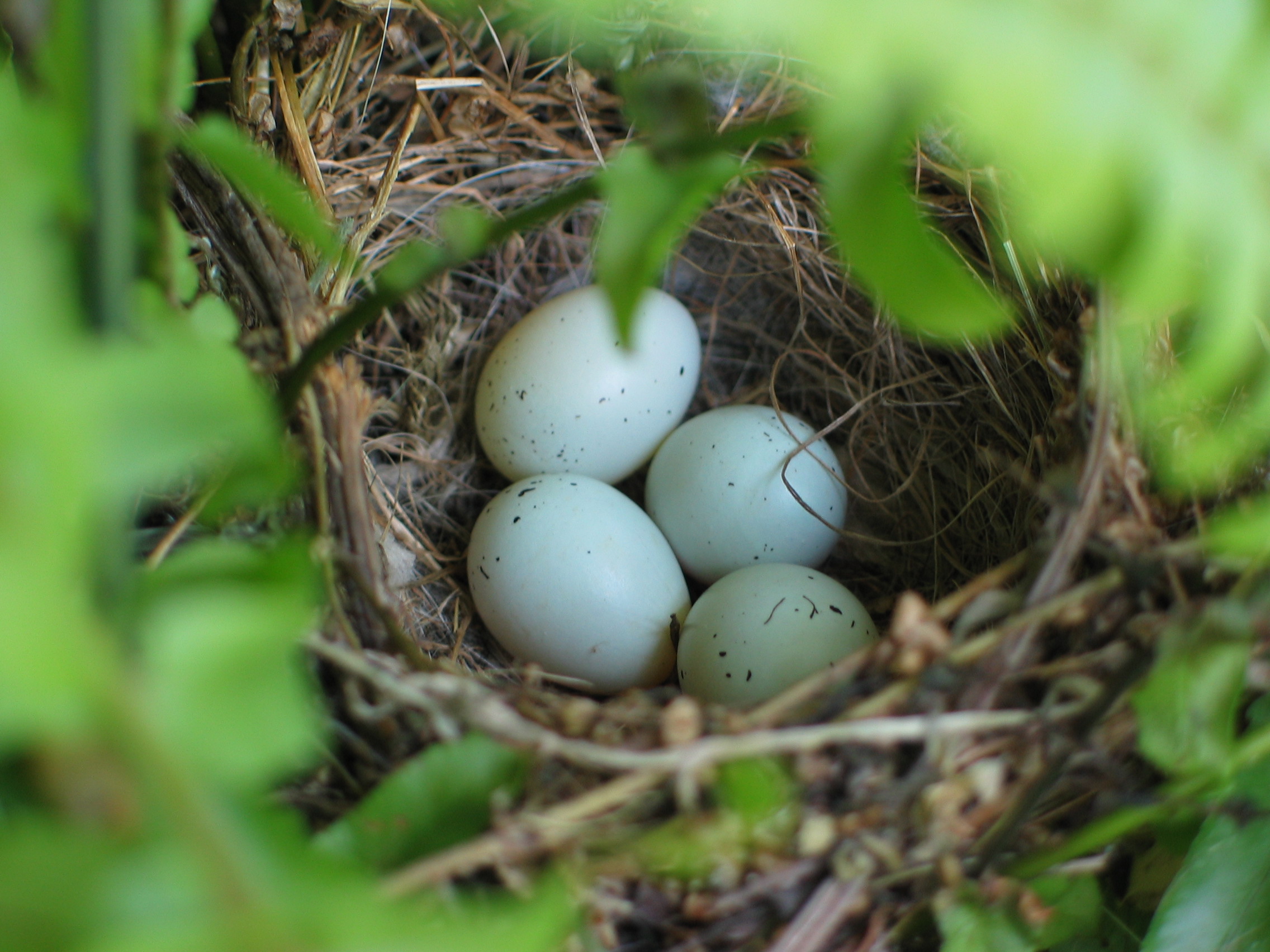 The Nest by Curtis Smith