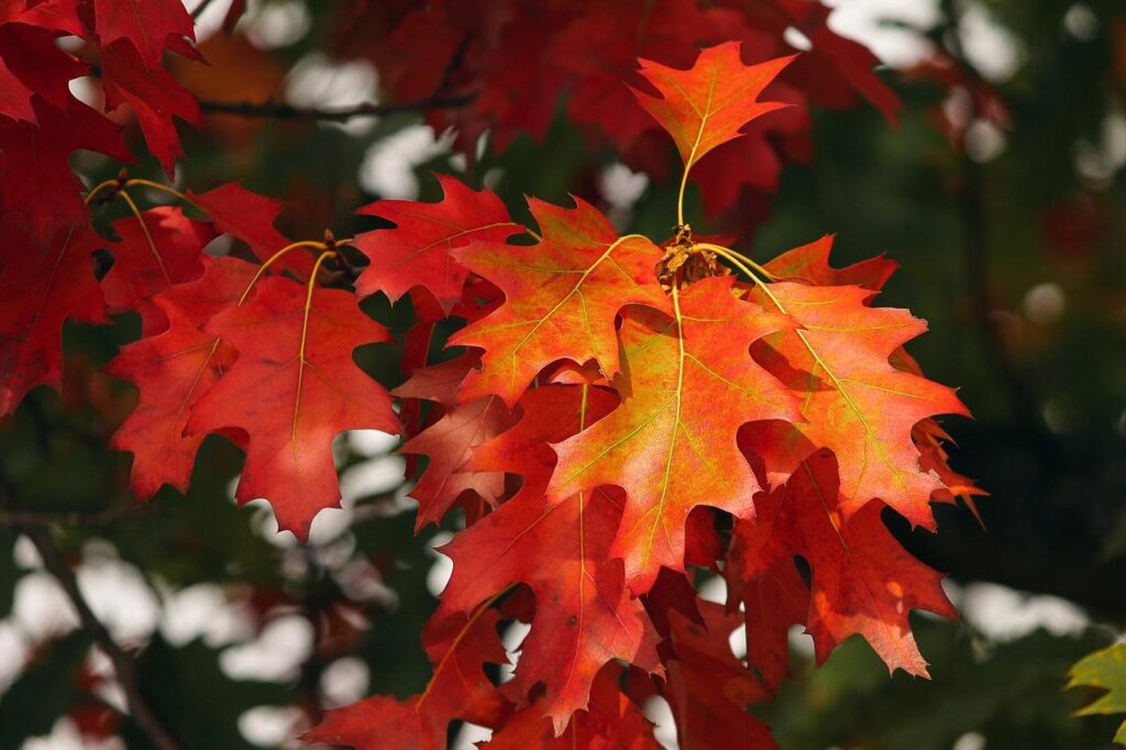 orange, leaves, autumn-3705550.jpg